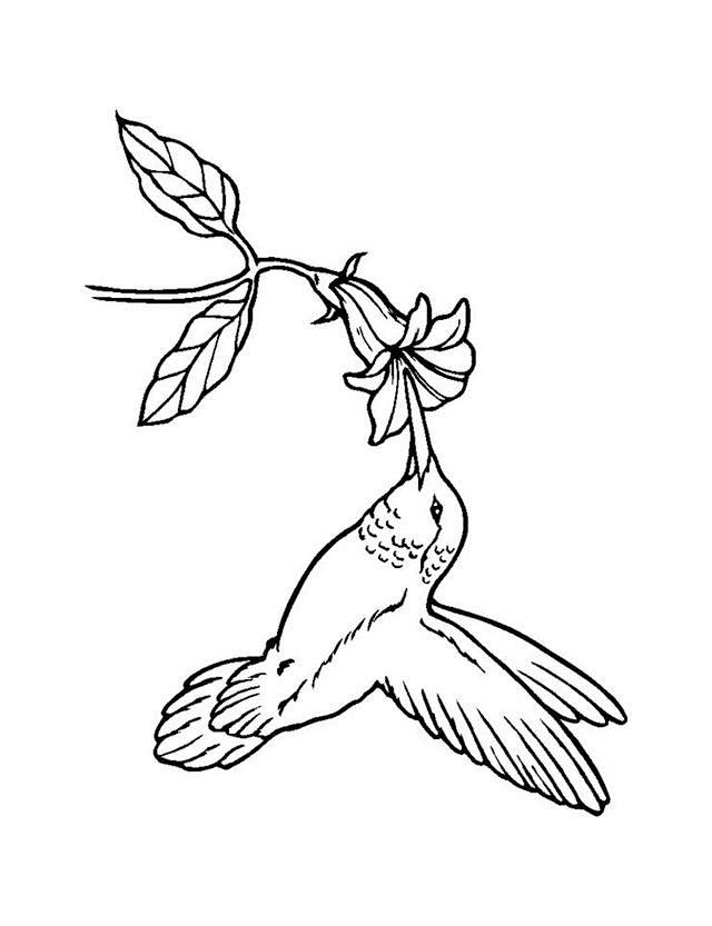 水彩鸟儿-花瓣网|陪你做生活的设计师 | 鸟儿的简笔画
