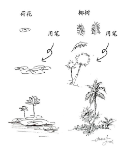 手绘-----速写植物