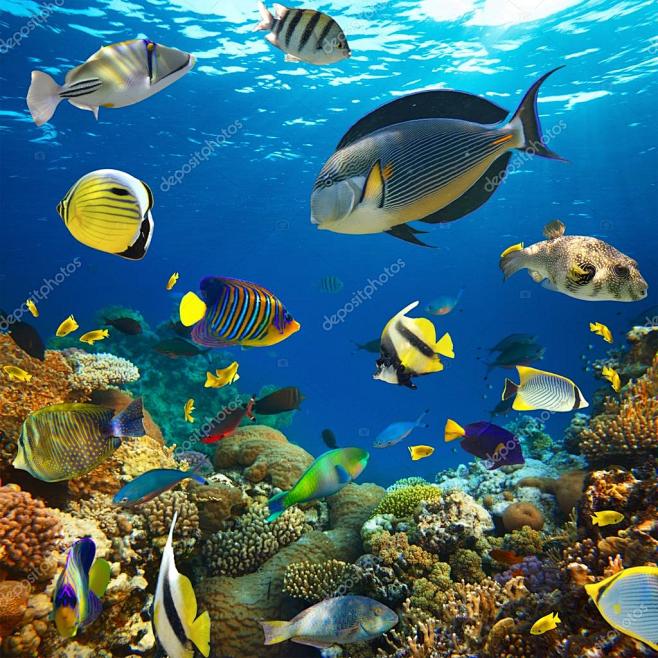 热带鱼在珊瑚礁上的照片