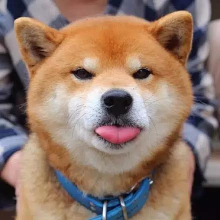 no!那是秋田犬!-.