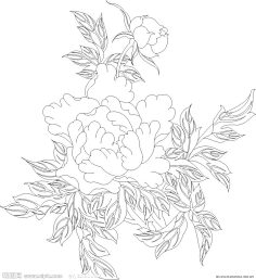 牡丹