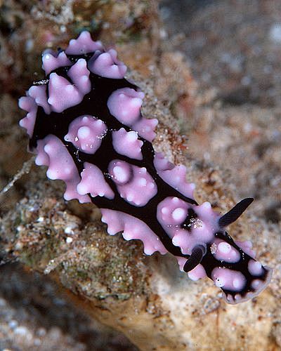 海兔海蛞蝓