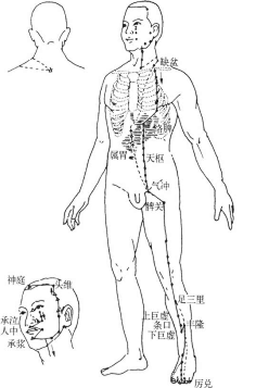 经络穴位总览