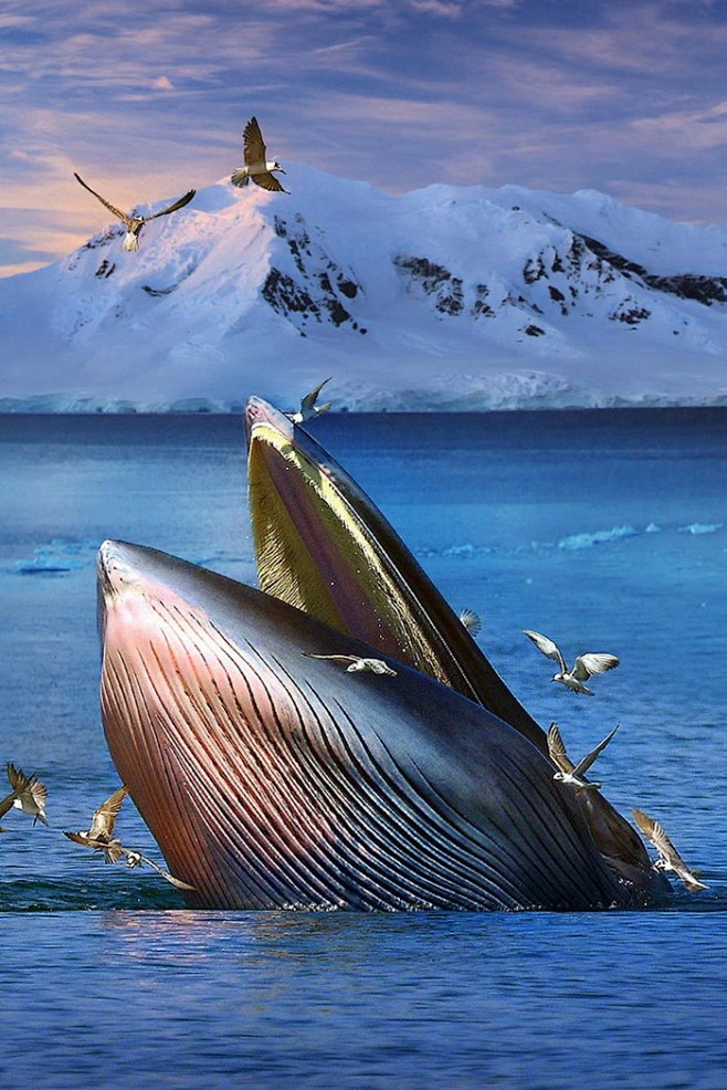 深海中的鲸鱼唯美高清图片
