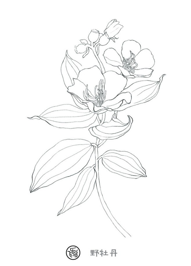 手绘素材植物花卉线稿来自飞乐鸟出版的色铅笔下的植物