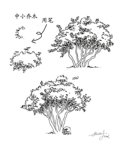 手绘-----速写植物