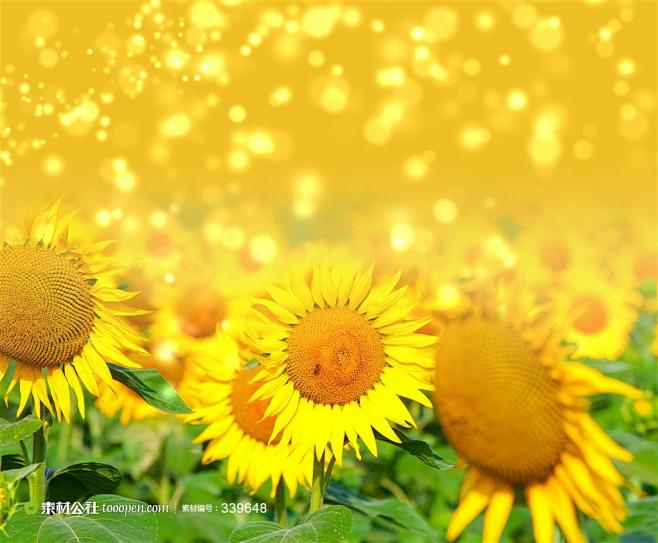 唯美摄影鲜花素材向日葵花鲜花植物图片素材