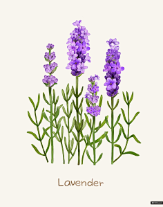 com 免扣 植物花卉 薰衣草 淡彩水色 水彩插画psd_平面设计_绘画插图