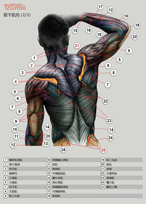 图片教程人体肌肉结构原画吧百度贴吧