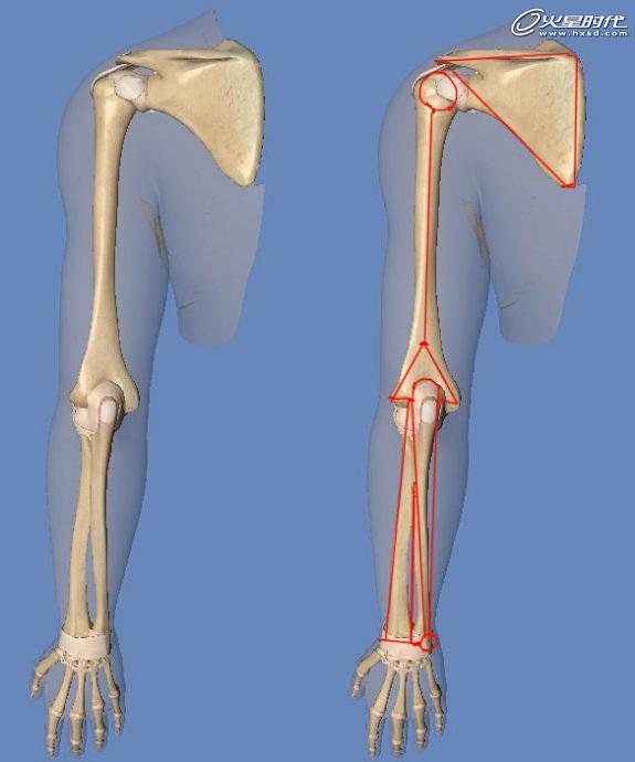 影视动画教程:手臂结构的骨骼及肌肉全面解析 经验频道 火星网