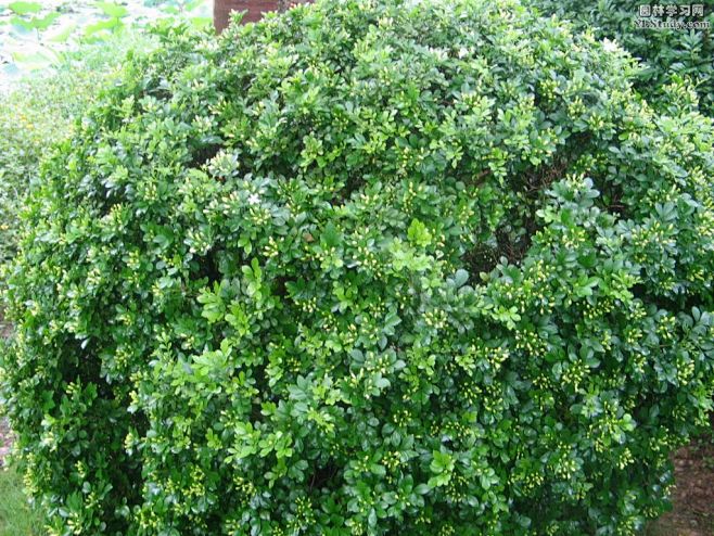常见芳香植物米仔兰