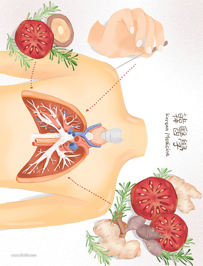 中医药膳针灸蘑菇林芝枸杞人参中式医疗医学插画