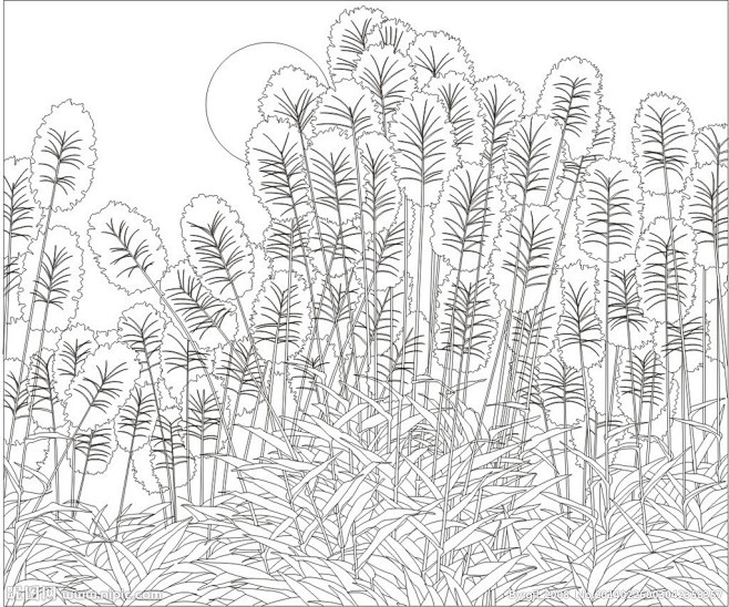白描芦苇