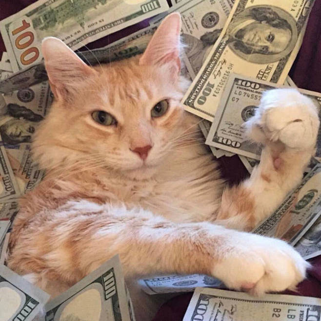 猫猫表情包