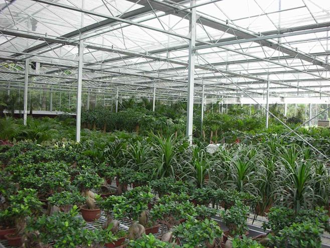 成都哪里有花卉小盆栽批发市场,金林湾花市