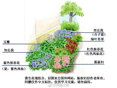 绿化采蜜-庭院&观赏草花