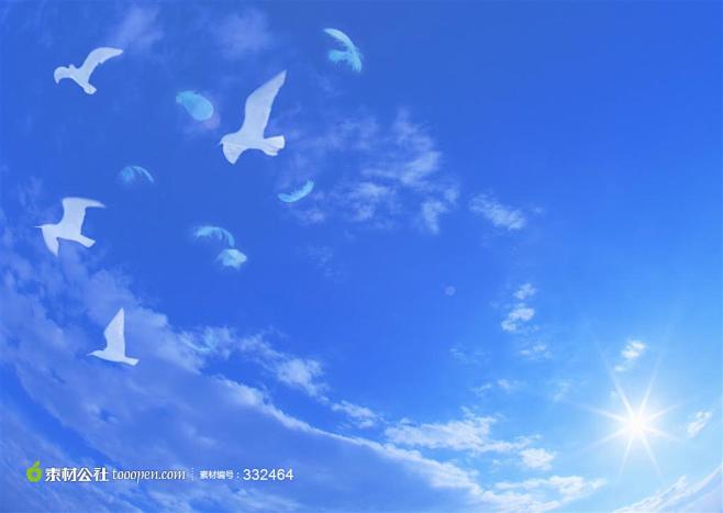 自由飞翔的鸽子群高清摄影素材图片桌面壁纸