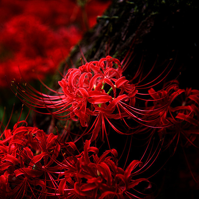 com 幽灵花·地狱花·鬼撑伞·彼岸花——黄泉照彼岸,花开一千年.