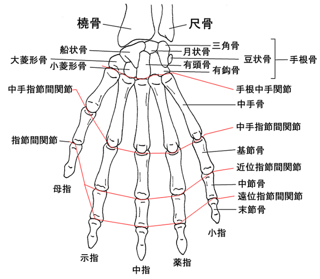 手的骨骼