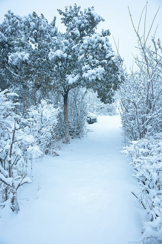 倘若冬季缺少了一抹素雪便会有一种说不出的黯然只有纷纷扬扬的雪花