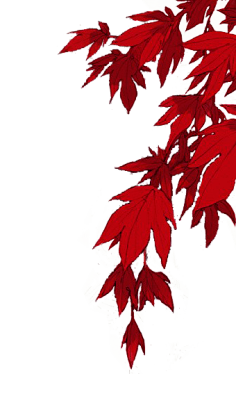 枫叶  
