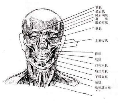 素描人体脸部肌肉结构图
