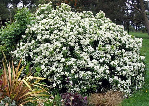 世界园林植物 i 白花灌木