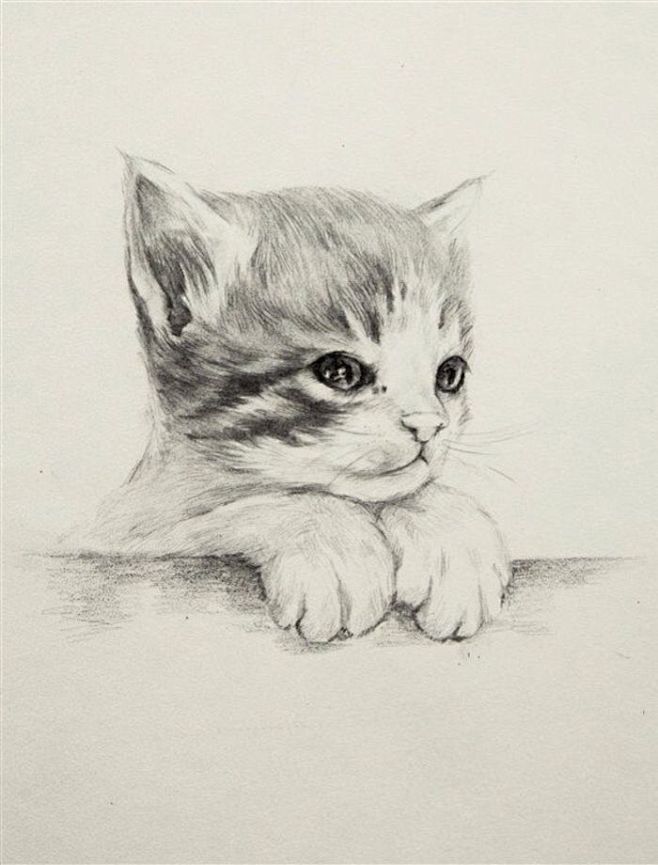 手绘素描猫咪