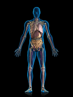 人体内脏结构三维立体剖视图