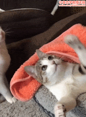 我永远喜欢北极星采集到表情包  采集 jandan.