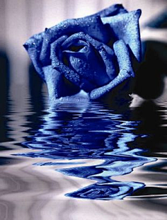 蓝色妖姬-花瓣网|陪你做生活的设计师 蓝月亮玫瑰.