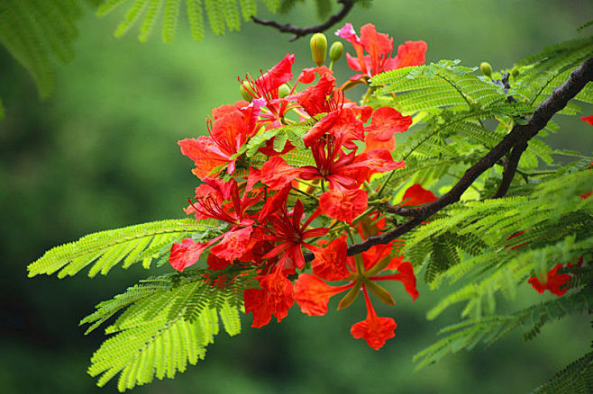 凤凰花-花瓣网|陪你做生活的设计师 | 凤凰花又开