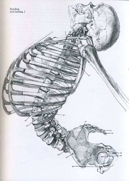 绘画参考骷髅骨架素描作品超级赞推荐给大家