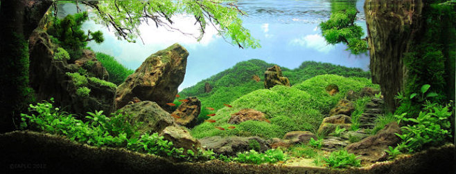 鱼缸造景
