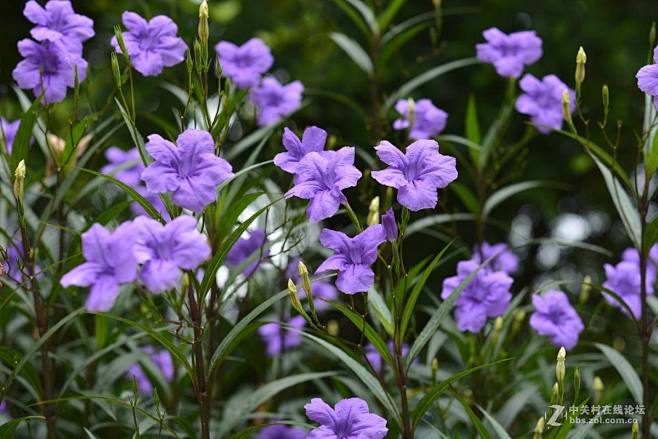 翠芦莉/蓝花草