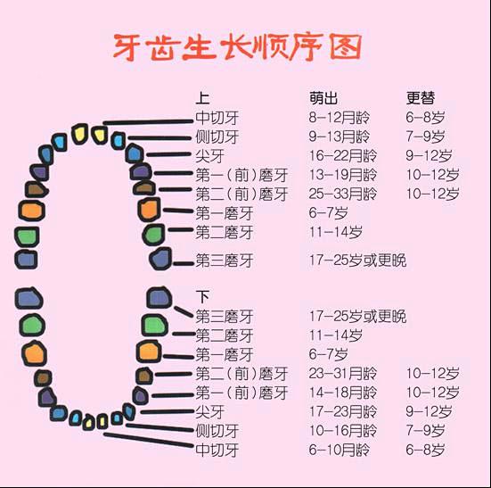 牙齿生长顺序图