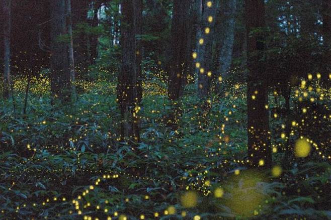 萤火虫firefly