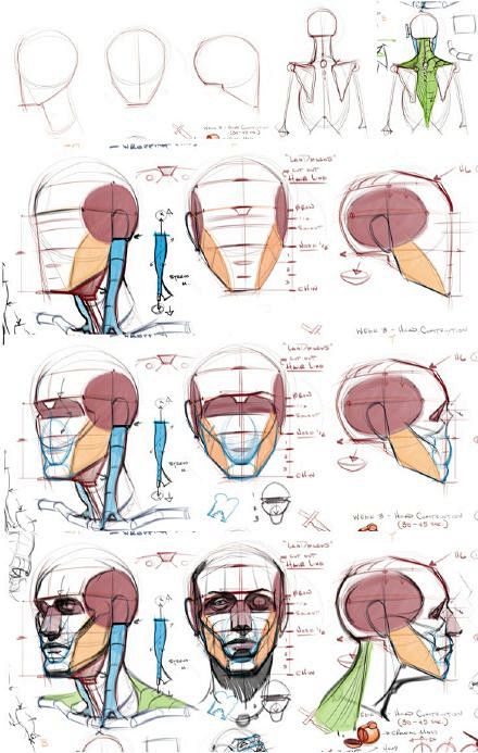 绘画参考michaelhampton的头部分析和部分人体结构参考