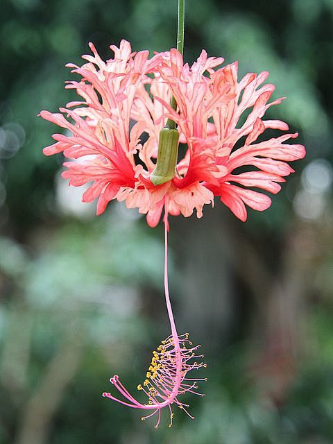 吊灯花