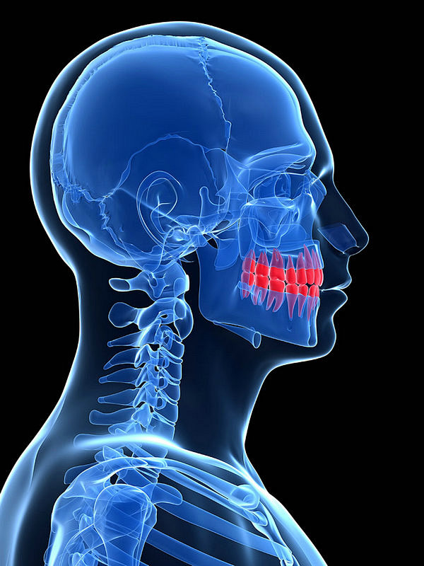 牙齿身体器官x光片高清图片