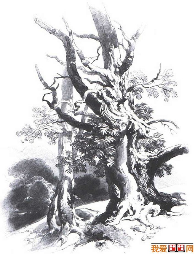 国外关于树的素描风景图片各种各样素描树的写生作品23p9素描风景画