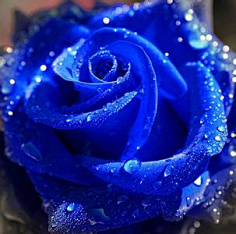 蓝色妖姬-花瓣网|陪你做生活的设计师 蓝月亮玫瑰.