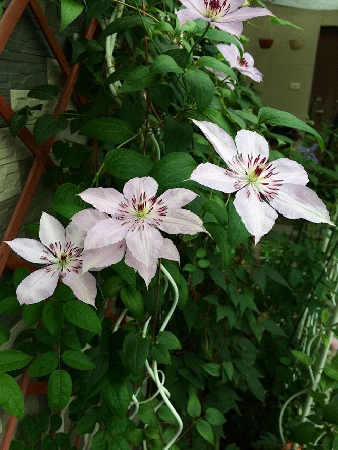 plant植物h铁线莲clematis