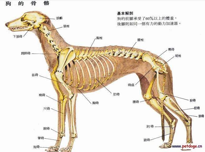 l练习动物骨骼