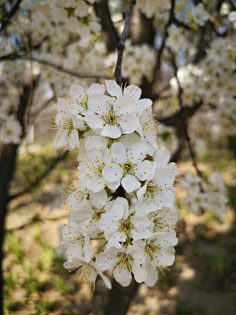 梨花漫天