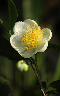 茶树花