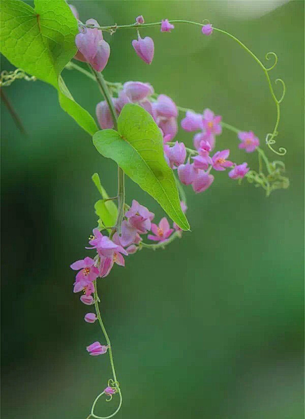 一帘幽梦