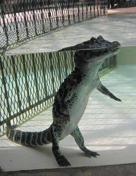 这个是真的,鳄鱼在浅水区经常这样姿势,露出的