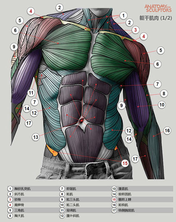 图片教程人体肌肉结构原画吧百度贴吧