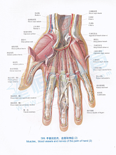 手-花瓣网|陪你做生活的设计师 | 手掌骨骼的搜索结果_百度图片搜索